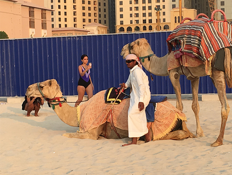 camels
