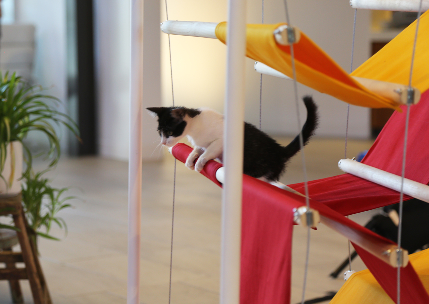 cat house