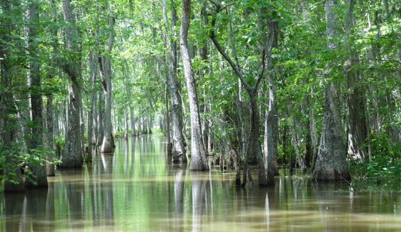 The Pearl River is populated with large cypress tress