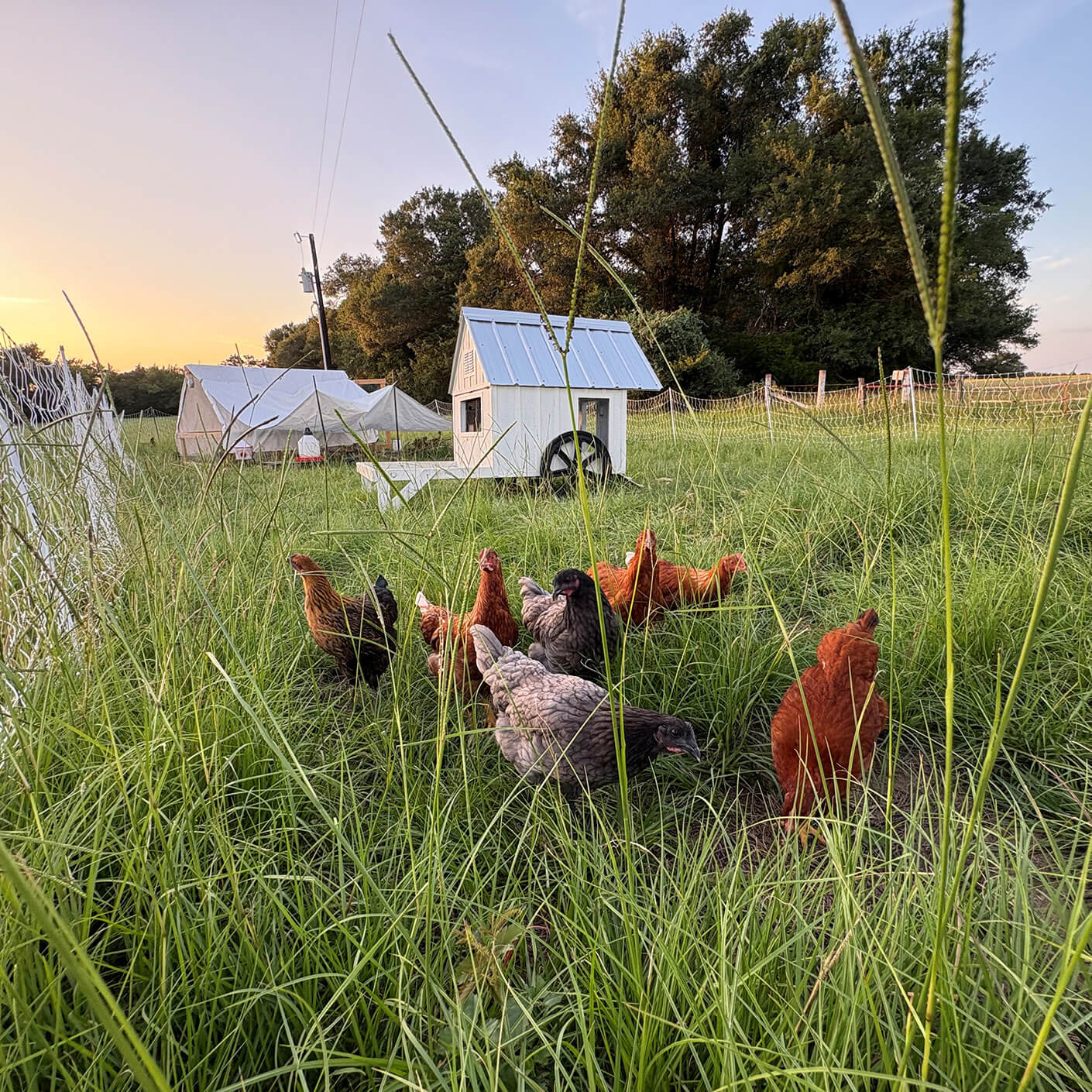 Chickens foraging in tall grass near a chicken coop and a tent in a rural setting at sunset. Trees in the background.