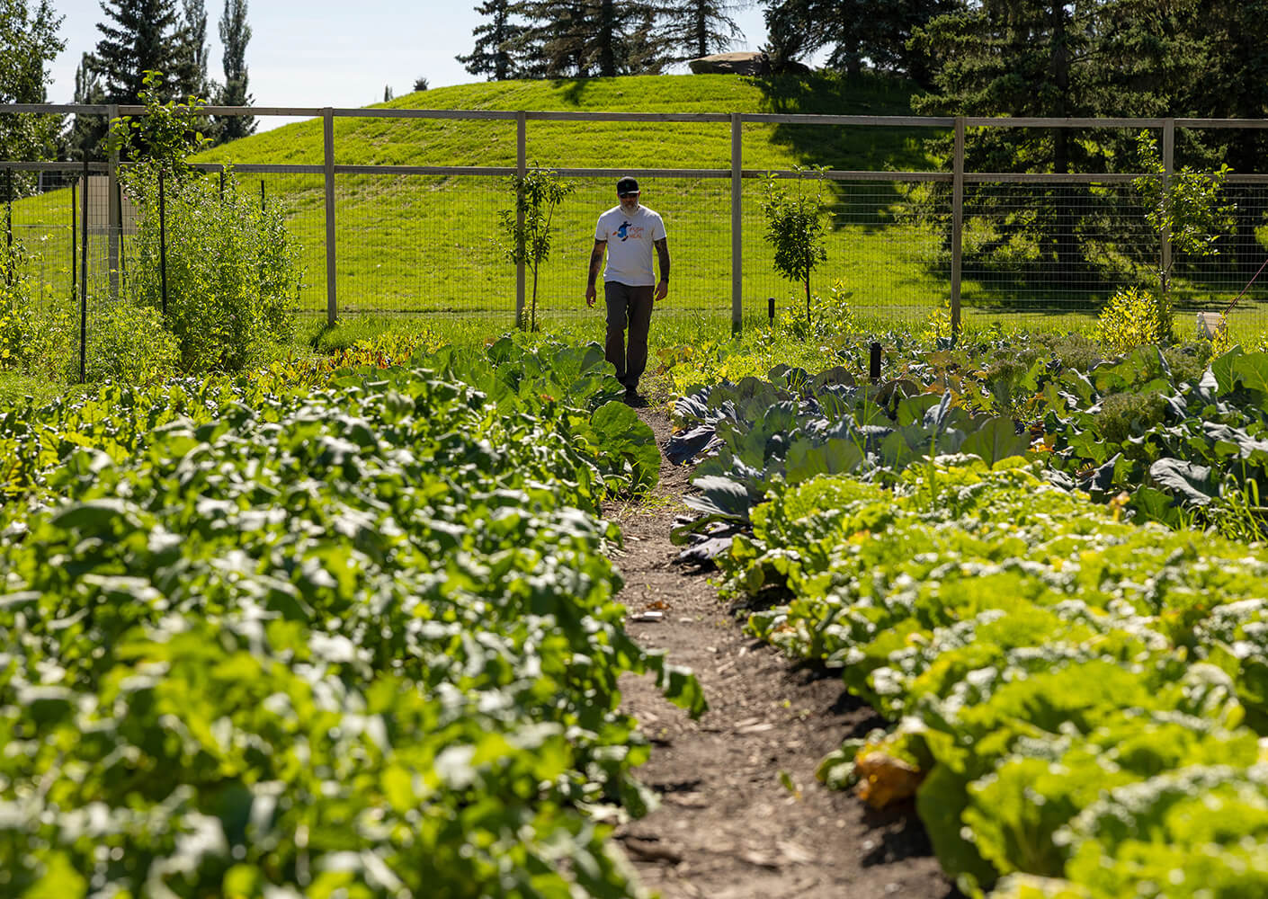 Man walking between lush green vegetable beds on a sunny day.