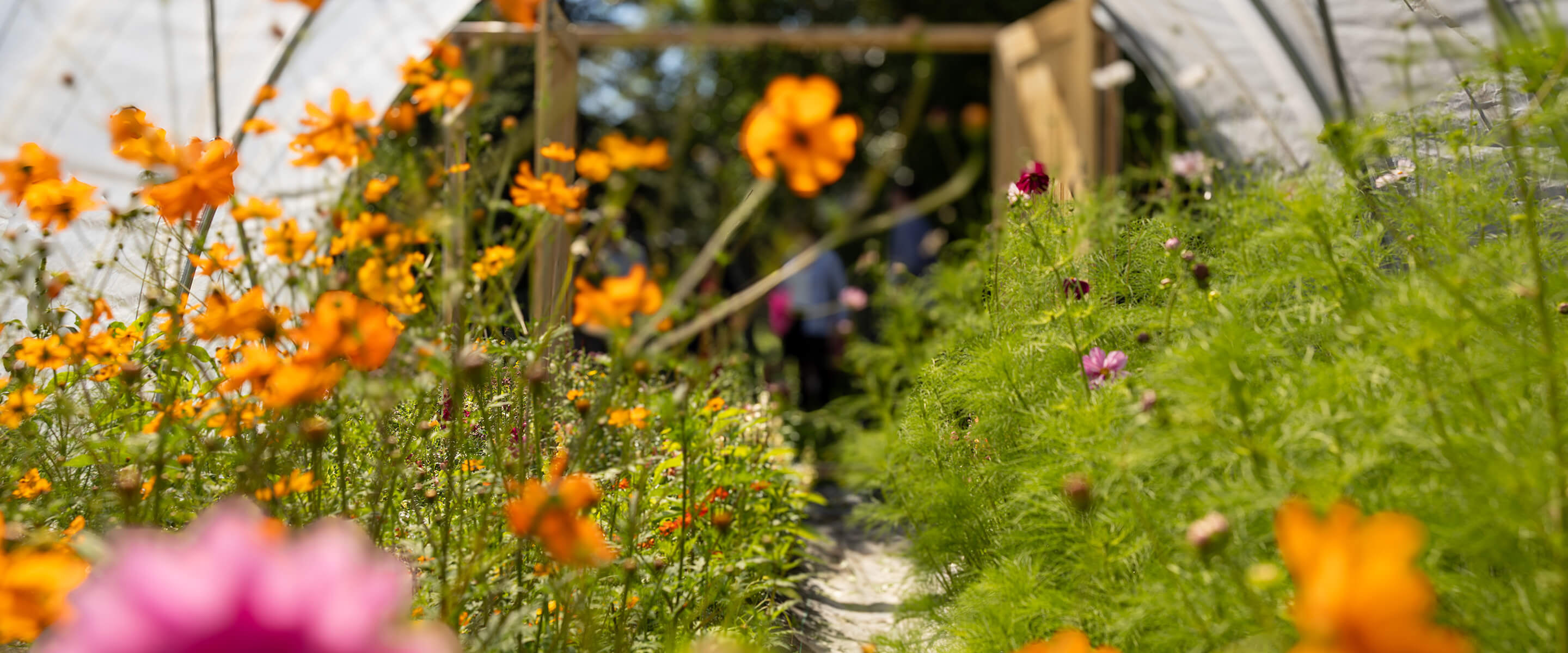 Colorful wildflowers in a sunlit greenhouse path.