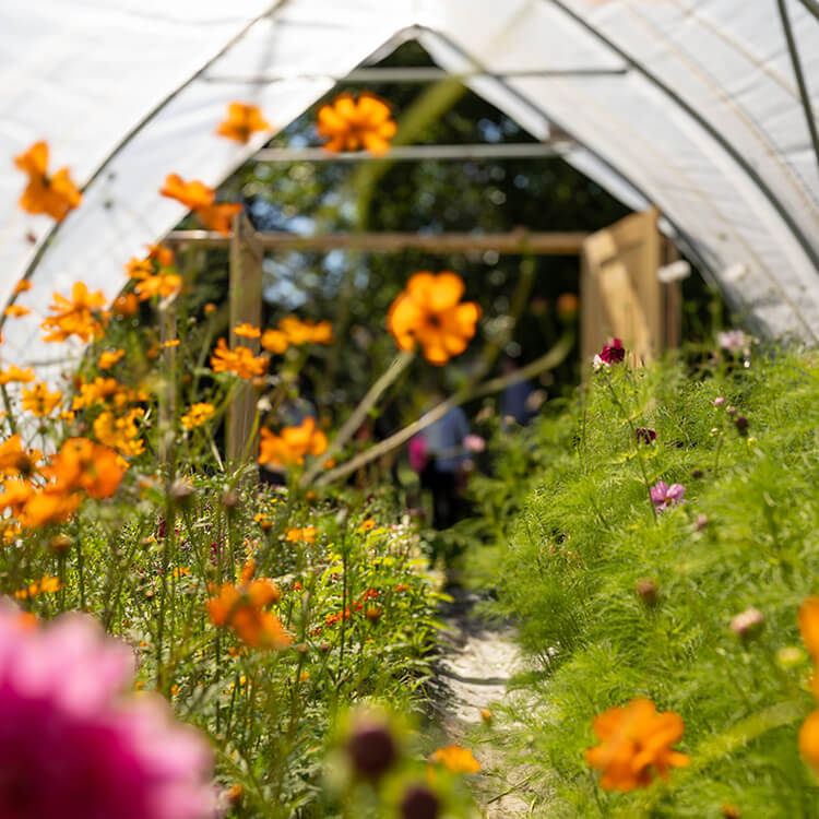 Vibrant flowers bloom inside a sunny greenhouse tunnel walkway.