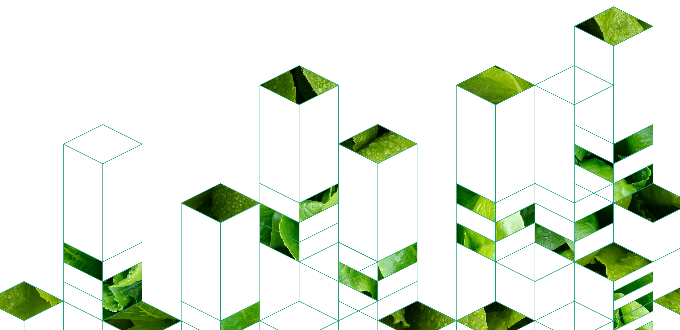 Fresh green lettuce leaves with geometric cube overlay design.