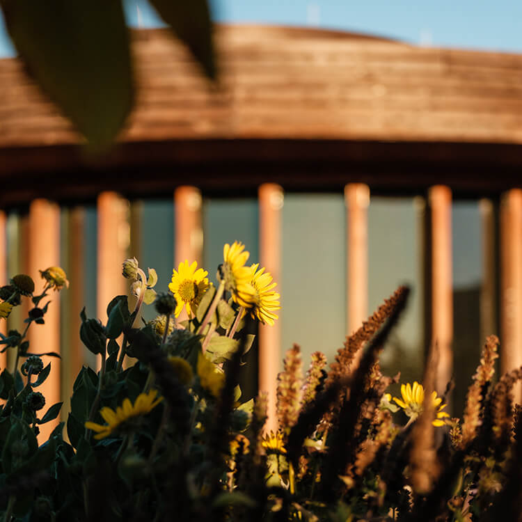 Yellow flowers with blurred wooden structure and sunlit backdrop.