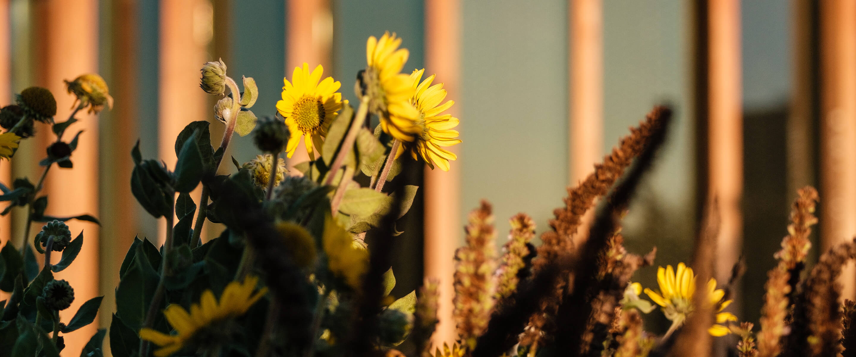 Yellow daisies in sunlight against a blurred background.