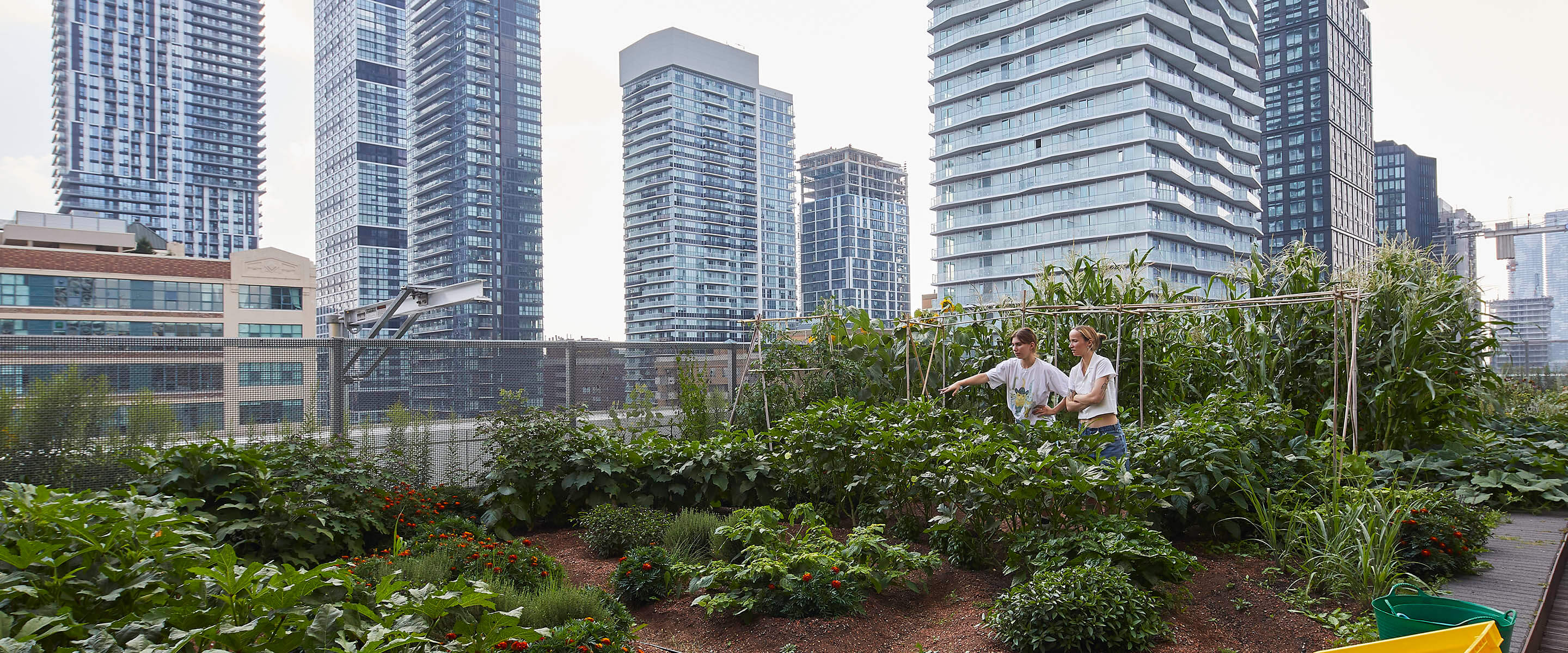 Urban rooftop garden with two people tending plants amid skyscrapers.